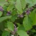 Callicarpa bodinieri `Profusion`-iluvijak