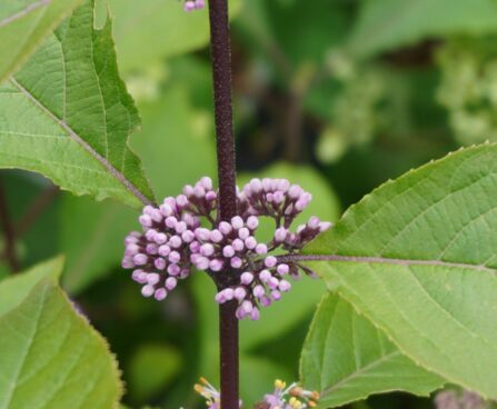 Callicarpa bodinieri `Profusion`-iluviljak 1