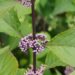 Callicarpa bodinieri `Profusion`-iluviljak 1