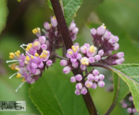Callicarpa bodinieri `Profusion`-iluviljak.jpg2