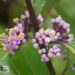 Callicarpa bodinieri `Profusion`-iluviljak.jpg2