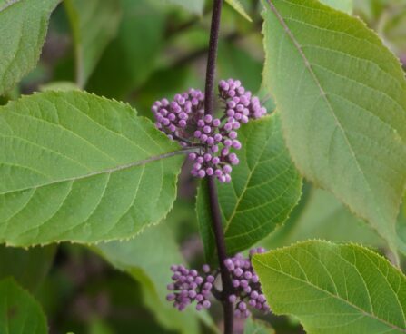Callicarpa bodinieri `Profusion`-iluviljak.jpg3