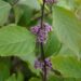 Callicarpa bodinieri `Profusion`-iluviljak.jpg3