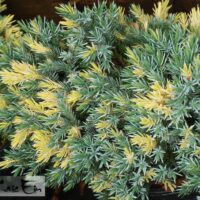 Juniperus squamata `Floreant`-kirju kadakas