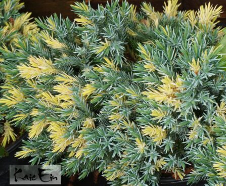 Juniperus squamata `Floreant`-kirju kadakas
