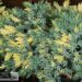 Juniperus squamata `Floreant`-kirju kadakas