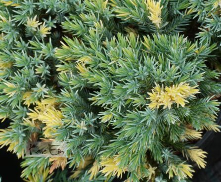 Juniperus squamata `Floreant`-kirju kadakas.jpg3