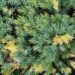 Juniperus squamata `Floreant`-kirju kadakas.jpg3