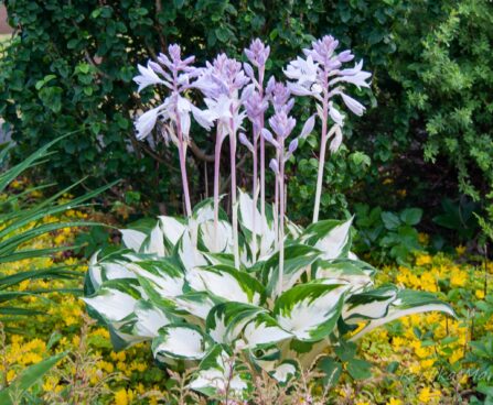 2127_7811_Hosta_Fire__Ice_.JPG