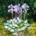 2127_7811_Hosta_Fire__Ice_.JPG