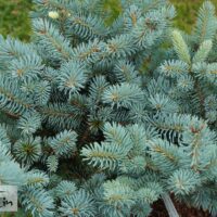 Picea pungens `Globosa Argentea`-torkav kuusk