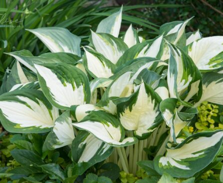 2127_8846_Hosta_Fire__Ice_.JPG
