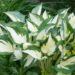 2127_8846_Hosta_Fire__Ice_.JPG