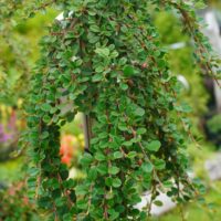Cotoneaster dammeri `Coral Beauty` (2)-Dammeri tuhkpuu tüvivorm