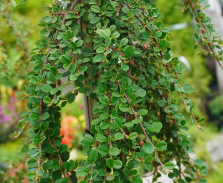 Cotoneaster dammeri `Coral Beauty` (2)-Dammeri tuhkpuu tüvivorm