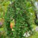 Cotoneaster dammeri `Coral Beauty` (2)-Dammeri tuhkpuu tüvivorm