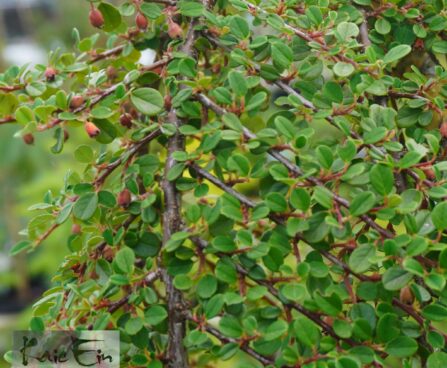 Cotoneaster dammeri `Coral Beauty` (3)-Dammeri tuhkpuu