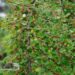 Cotoneaster dammeri `Coral Beauty` (3)-Dammeri tuhkpuu