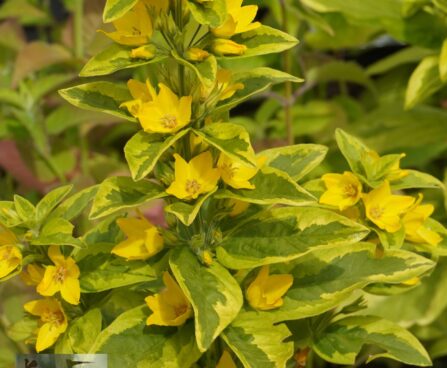 Lysimachia punctata ` Golden Alexander`-täpiline metsvits