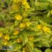Lysimachia punctata ` Golden Alexander`-täpiline metsvits