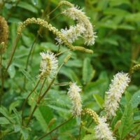 Sanguisorba albiflora