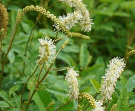 Sanguisorba albiflora