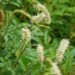 Sanguisorba albiflora