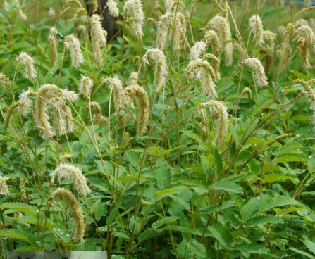 Sanguisorba albiflora2
