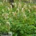 Sanguisorba albiflora2