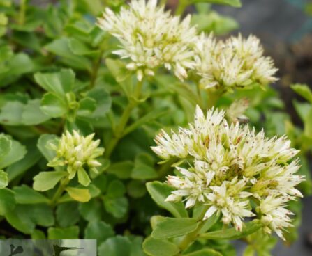 Phedimus spurius subsp. oppositifolius `Superbum`