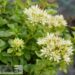 Phedimus spurius subsp. oppositifolius `Superbum`