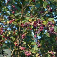 Amelanchier alnifolia `Thiessen` -toompihlakas