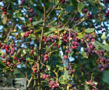 Amelanchier alnifolia `Thiessen` -toompihlakas