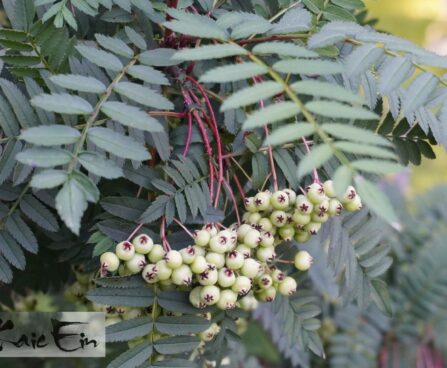 Sorbus prattii-pratti pihlakas