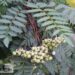 Sorbus prattii-pratti pihlakas