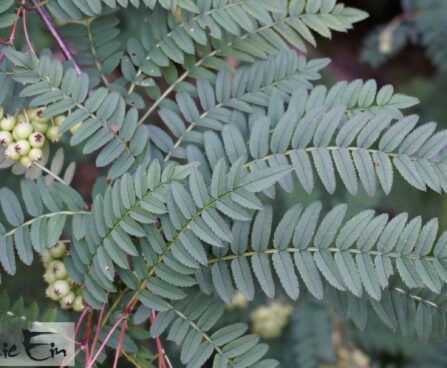 Sorbus prattii-prattipihlakas2