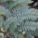 Sorbus prattii-prattipihlakas2