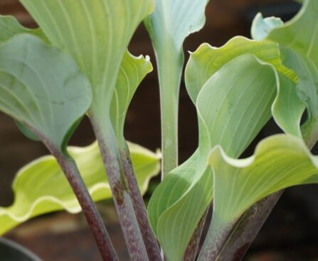 Hosta `Skywriter`