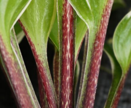 hosta- sorbet