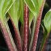hosta- sorbet