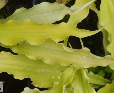 hosta `Wiggles and Squiggles`