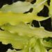 hosta `Wiggles and Squiggles`