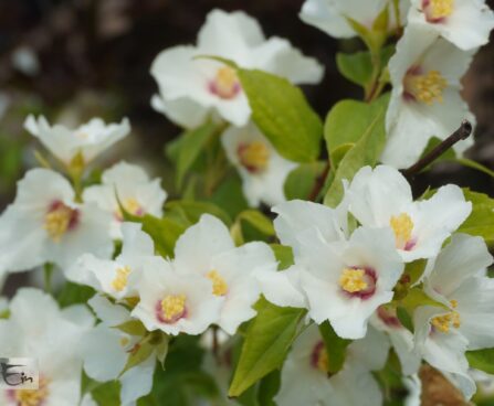 Philadelphus `Belle Etoile` -ebajasmiin