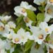 Philadelphus `Belle Etoile` -ebajasmiin