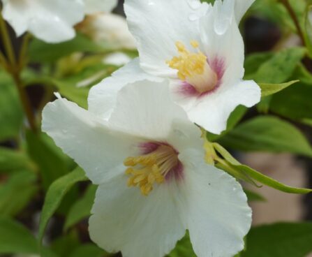 Philadelphus `Belle Etoile` -2 ebajasmiin