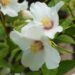 Philadelphus `Belle Etoile` -2 ebajasmiin