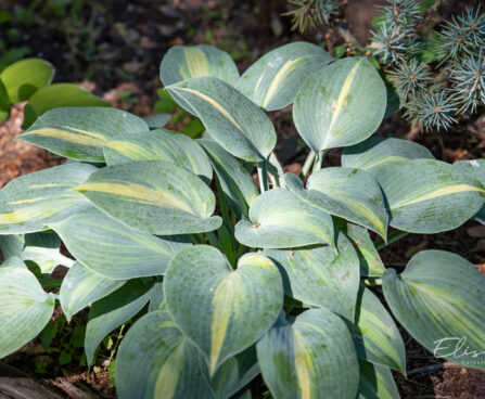 2130_10896_Hosta_June__.jpg