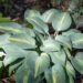 2130_10896_Hosta_June__.jpg