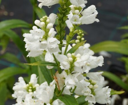 Physostegia virginiana `Miss Manners`-tonditupik