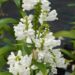 Physostegia virginiana `Miss Manners`-tonditupik